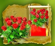 rudé růže