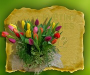 Jarní tulipány