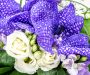 vanda orchidej 1