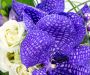 vanda orchidej 12