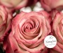 Ekvádorská růže růžová žíhaná 4