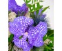 Orchidej vanda 4