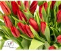 TULIP RED 3