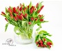 TULIP RED 4